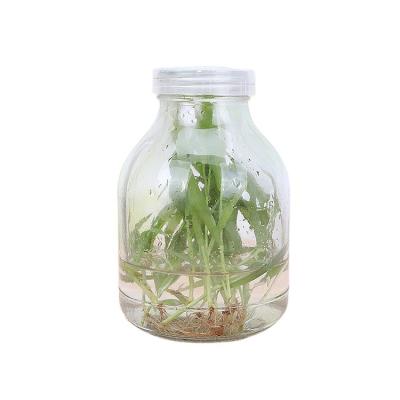 China Agriculture Plant Tissue Culture Greenhouse Equipments Phalaenopsis 480ml Orchid Flasks Empty Seedling For Sale for sale