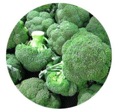 China FROZEN Broccoli Vegetables Low Price IQF Frozen Broccoli for sale