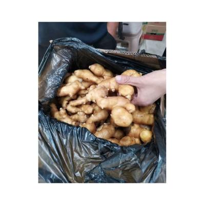 China Factory Price Bulk Fresh Ginger For Sell Exporter for sale