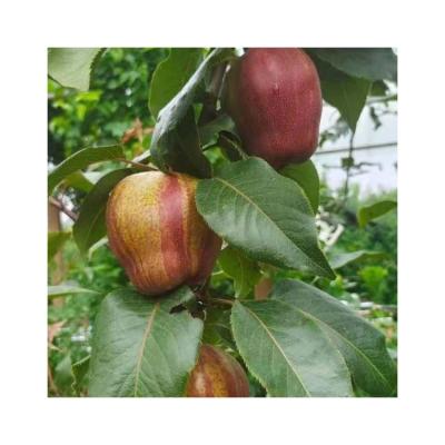 China Factory Direct Fresh Turned Real White Freshwater Singo Pear for sale