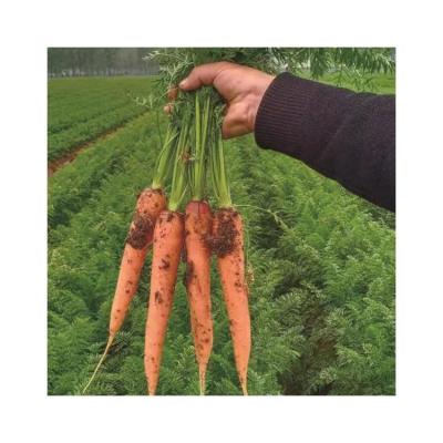 China Wholesale Flake China Fresh Price Manufacturer Fresh Red Carrot for sale