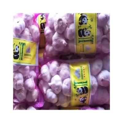 China Wholesale Good Quality Fresh Chinese Garlic Solo Fresh Garlic for sale