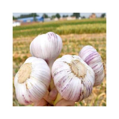 China China Fresh Price High Grade Chinese 3P Pure White Garlic for sale