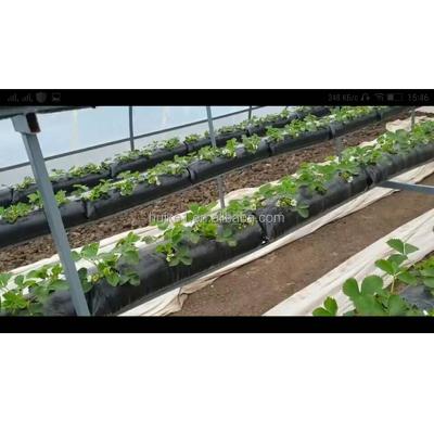 China Economic High Quality Natural Strawberry Grow Bag for sale