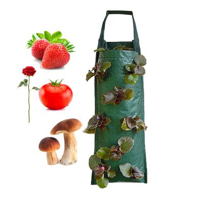 China PE Factory Wholesale Custom Pe Strawberry Grow Hanging Bags For Strawberry for sale