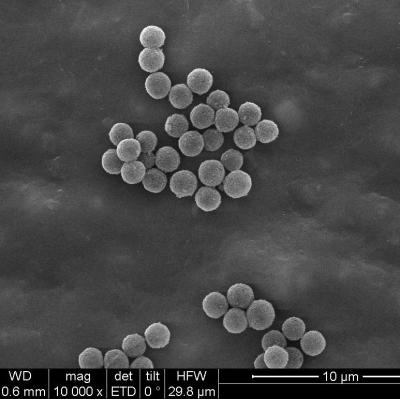 China 1 ΜM BeaverBeads Streptavidin Media For Marking And Capturing Efficiently zu verkaufen