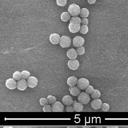 Cina Perle magnetiche del polimero del polimero per l'immunodiagnosi 300nm 10 mg/ml 5 ml in vendita