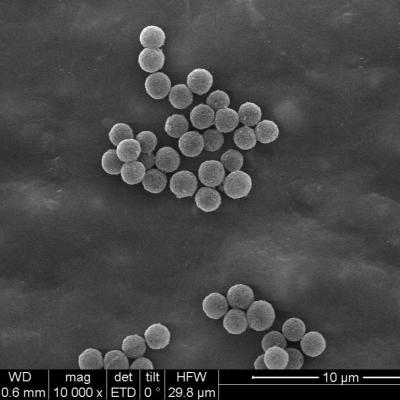 China O SA Streptavidin encapsulou os grânulos magnéticos 300nm para o magnésio/mL da captação 10 da ponta de prova 100 mL à venda