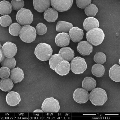 China 2μm Streptavidin beschichteten magnetische Perlen für Chemolumineszenz 100 ml zu verkaufen