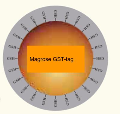 China Agarose der Protein-Reinigungs-GSH bördelt 30 μm 10% Volumen-Verhältnis 100 ml zu verkaufen