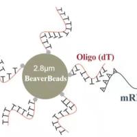 中国 2つのmL 2.8のμm Oligo dTの磁気ビードは良質mRNAを捕獲する 販売のため