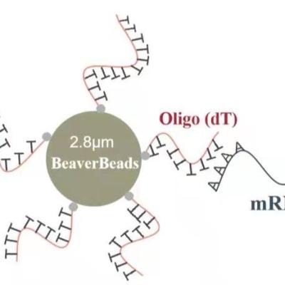 China las gotas magnéticas oligas de despegue del μm de 2 ml 2,8 capturan el mRNA de alta calidad en venta