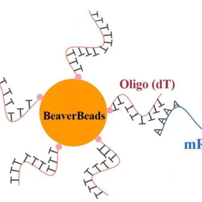 China gotas magnéticas oligas de despegue del μm 1mL 2,8 para el equipo de construcción de la biblioteca de la DNA FDA en venta