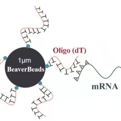 China gotas magnéticas de 1 μm del ml 1 juntadas con despegue oligo en venta