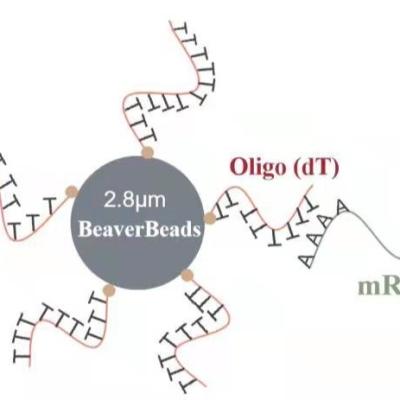 China 5 ml 2,8 del μm de despegue de las gotas de la DNA de construcción magnética oliga Kit Capture High Quality mRNA de la biblioteca en venta