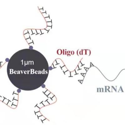 China las gotas magnéticas oligas de despegue del μm de 2 ml 1 capturan el mRNA de alta calidad en venta