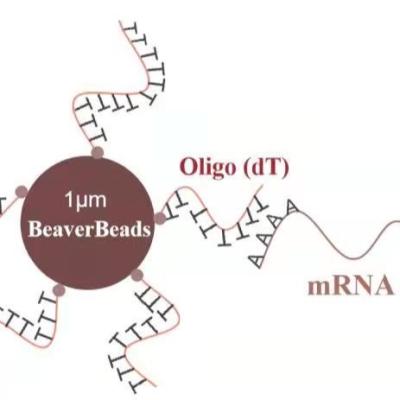 중국 5 mL 1 μm 자석 비즈 dna 라이브러리 구조 키트 올리고 dT 연결선 ｍＲＮＡ 폴리아데닐산 판매용