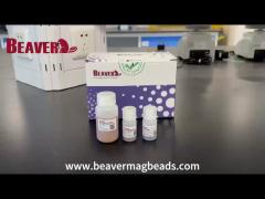 BeaverBeads Magnetic Beads Streptavidin SA Diameter 1um   Chemiluminescence  Cell Sorting Probe C