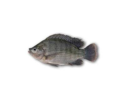 China FROZEN FROZEN BLACK TILAPIA FISH WHOLE TILAPIA/RED ROUND for sale