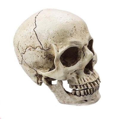 China China Custom High Quality Realistic Hand Carved Resin Skulls For Crafts for sale