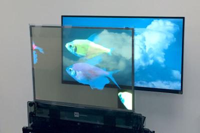 Cina Display trasparente OLED ad alta luminosità, schermo OLED a colori chiari multiuso in vendita