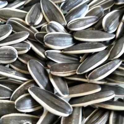 Chine Sunflower Seeds T6 The Perfect Match for Your Customer Requirements à vendre