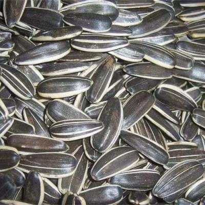 China Take Your Business to the Next Level with Sunflower Seeds S3 for sale