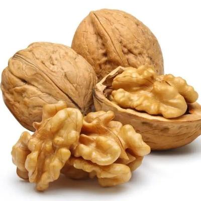 China OEM Chinese Wholesale New Crop Paper Walnut in shell High Protein Nut Non-GMO 185 Kernel for sale