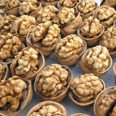 China Rationalice su proceso de producción con Walnut Meat Central 2 en venta