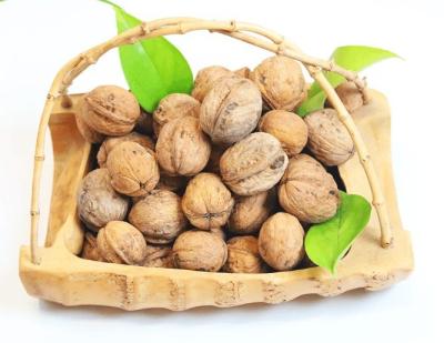 China Walnut wholesale price paper shell walnut thin shell Xinjiang walnut washed 185 walnut for sale