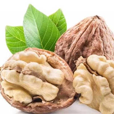 Chine Common Cultivation Type Walnut Type 185/xin 2/33 recommended products Array à vendre