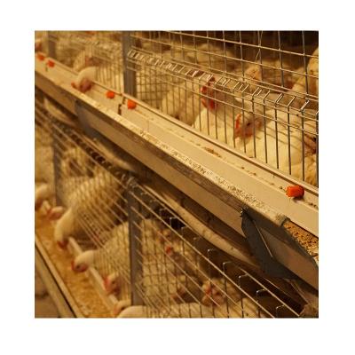 China Full Automatic Chicken Plant Adoptive Poultry Farm Feeding Cultivating Floor Equipment for sale