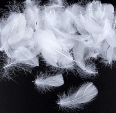 China 100% high quality natural goose feather white feather for sale