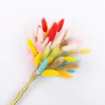 China Festival Decoration Hot Selling High Quality Amazon Lagurus Rabbit Dried Flowers Wedding Decoration Bouquet for sale