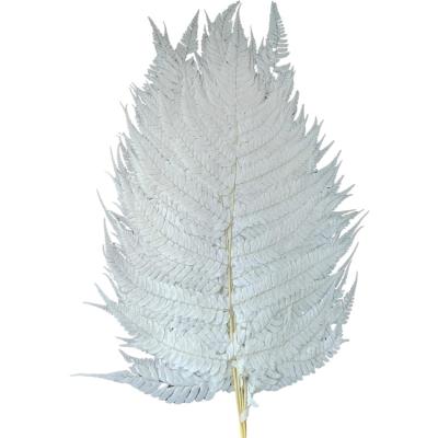 China Large natural contact preserved flower fern leaf for bouquet making and household flower arrangement for sale