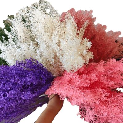 China Natural Touch Preserved Real Natural Flowers Lunaria Flower Mini Pennycress Flower For Home Decoration for sale