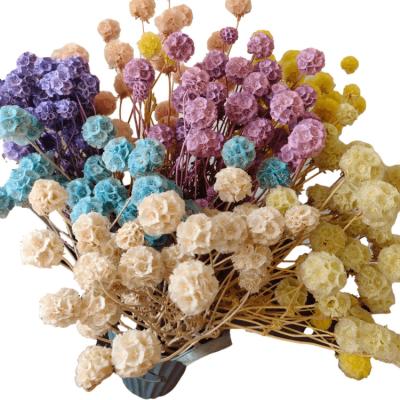 China Natural Touch Preserved Scabiosa Flower Or Bundle Morning Bride Large Household Flower Arranging Decoration, Office Decoration Party Decoration for sale