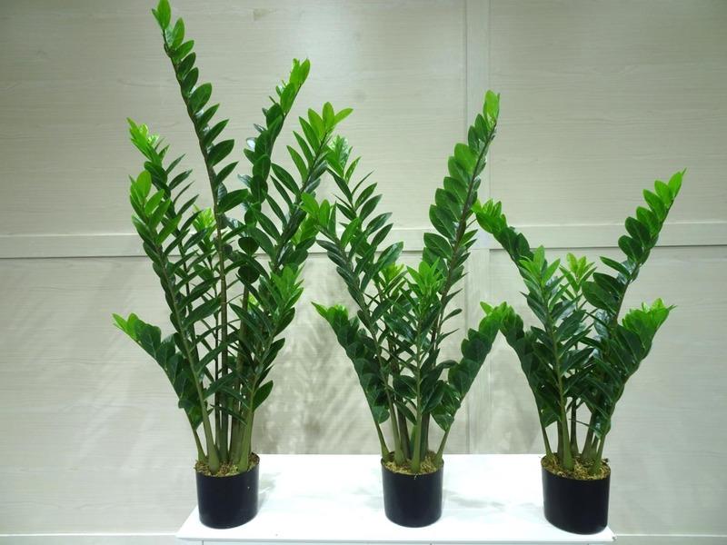 Verified China supplier - Qingdao Crown Plants Import And Export Co., Ltd.