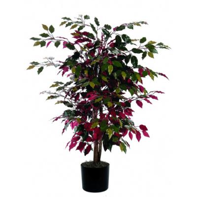 China Environmentally Friendly Suitable for Garden Microcarpa Live Ficus Bonsai All-Season Plant for sale