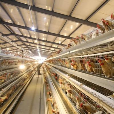 China Farms Factory Supply H Type Battery Cage For Automatic Poultry Layers Chicken Cage Chicken Cage for sale