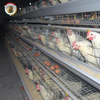 China 2022 chicken farm hot sale chicken project bird cage export,chicken cage layer hen house on sale 6000-50000 chickens for sale