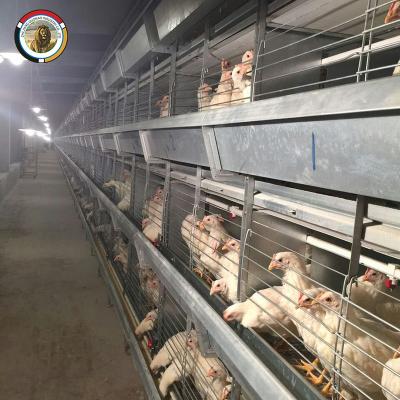 China Farms Angola Market Chicken Cages H Type Chicken Layer Cage Chicken Layer Poultry Farming Cages for sale