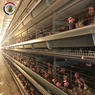 China Battery Layer Poultry Field H Type Chicken Cages Automatic Egg Poultry Farming Equipment for sale