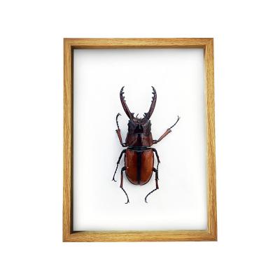 China Modern Stylish Cheap Solid Wood Frame Customized Wall Art Decoration Shadow Box Wall Frame Amazon Photo 8*8 8*10 Shadow Box Frame for sale