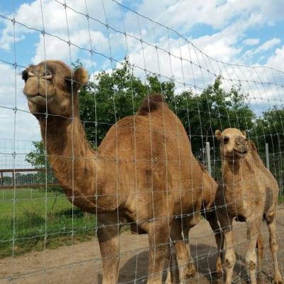 Chine Galvanized Livestock Prevent Hinge Joint Page Wire Farm Field Fence à vendre