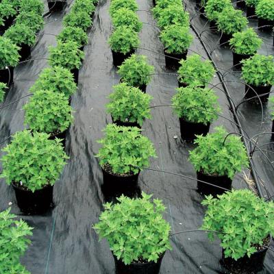 China Weed Prevention Growing Black EGP PP PE Weed Mat Anti-grass Plant Cover for Garden Greenhouse for sale