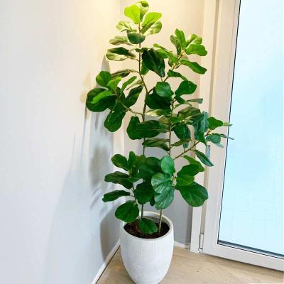 China Minimalist 55-122cm Large Real Tropical Plants Ficus Tree Branch Touch Banyan Palm Leaves For Garden Office Decor for sale