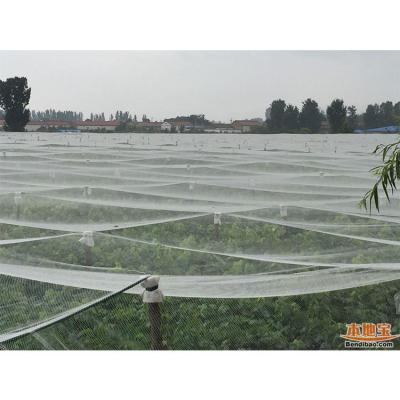 China Garden Shading Fruit Tree Plastic Anti Hail Net For South Africa Market for sale