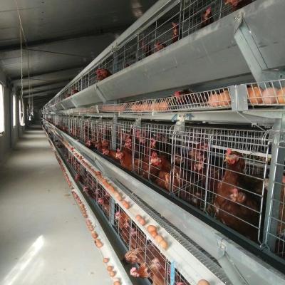 China Fast and Stable Poultry Breeding Threw A Battery Egg Cage Automatic Egg Cage for sale