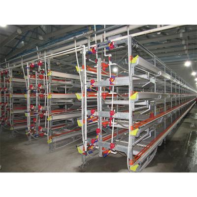 China Feeding factory directly supply H - type poultry hen breeding chicken layer equipment automatic egg cage for sale